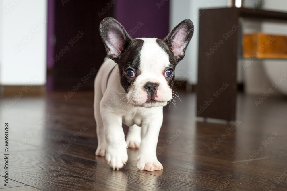 French bulldog puppy in the living room