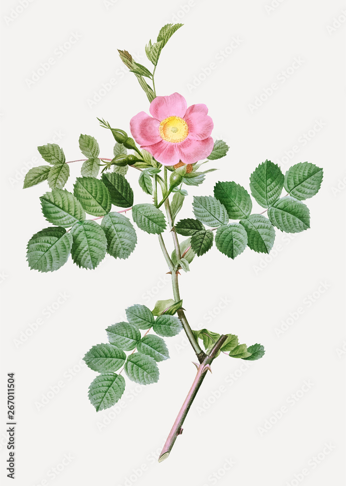 Pink sweet briar rose