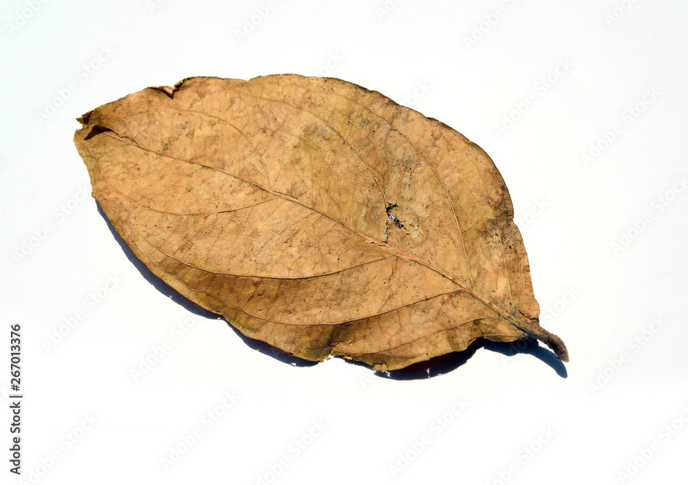 Dried leaves with nature on a white background.