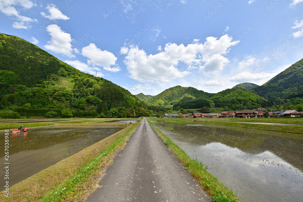 田植え