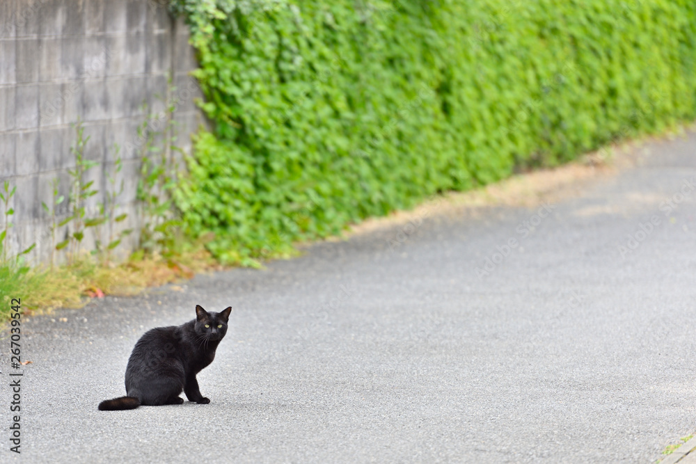 黒猫