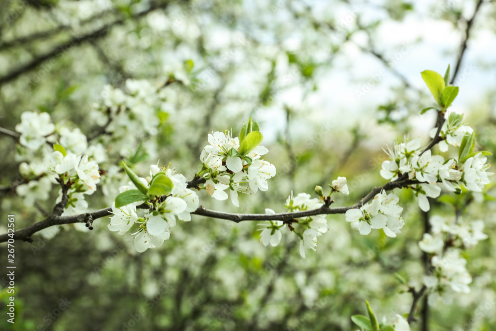 Beautiful blossoming branch outdoors on spring day