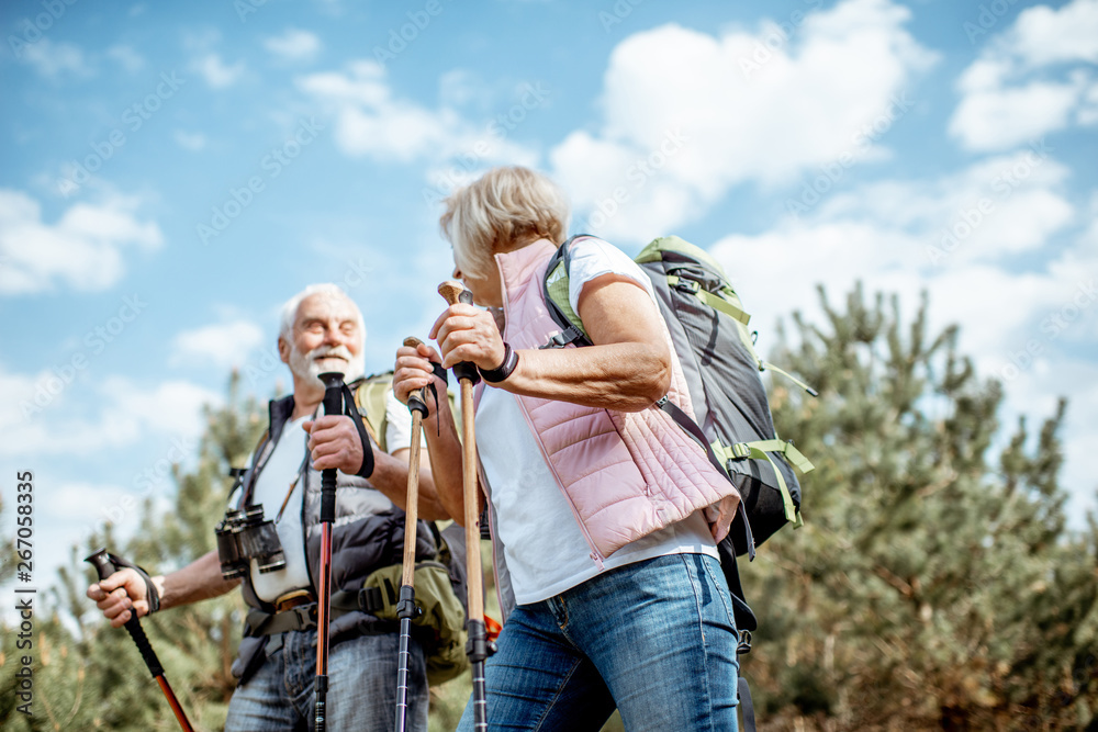 Happy senior couple hiking with trekking sticks and backpacks at the young pine forest. Enjoying nat