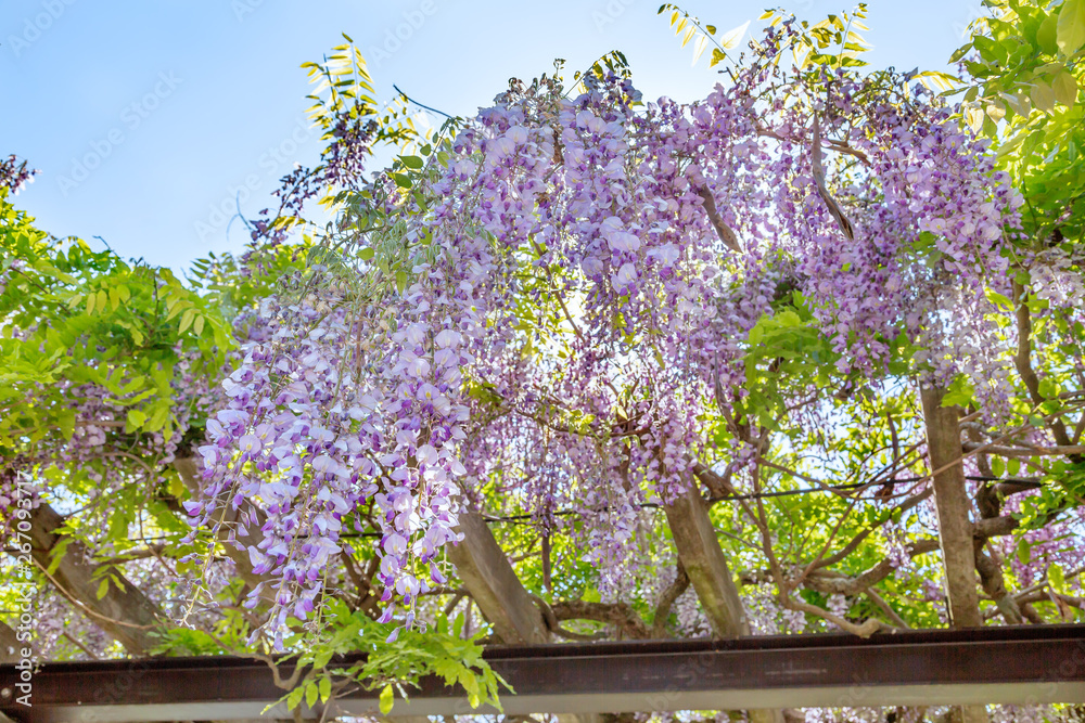 満開の藤の花