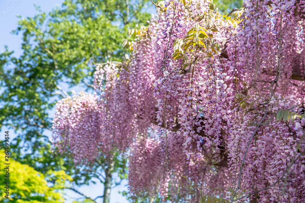 満開の藤の花