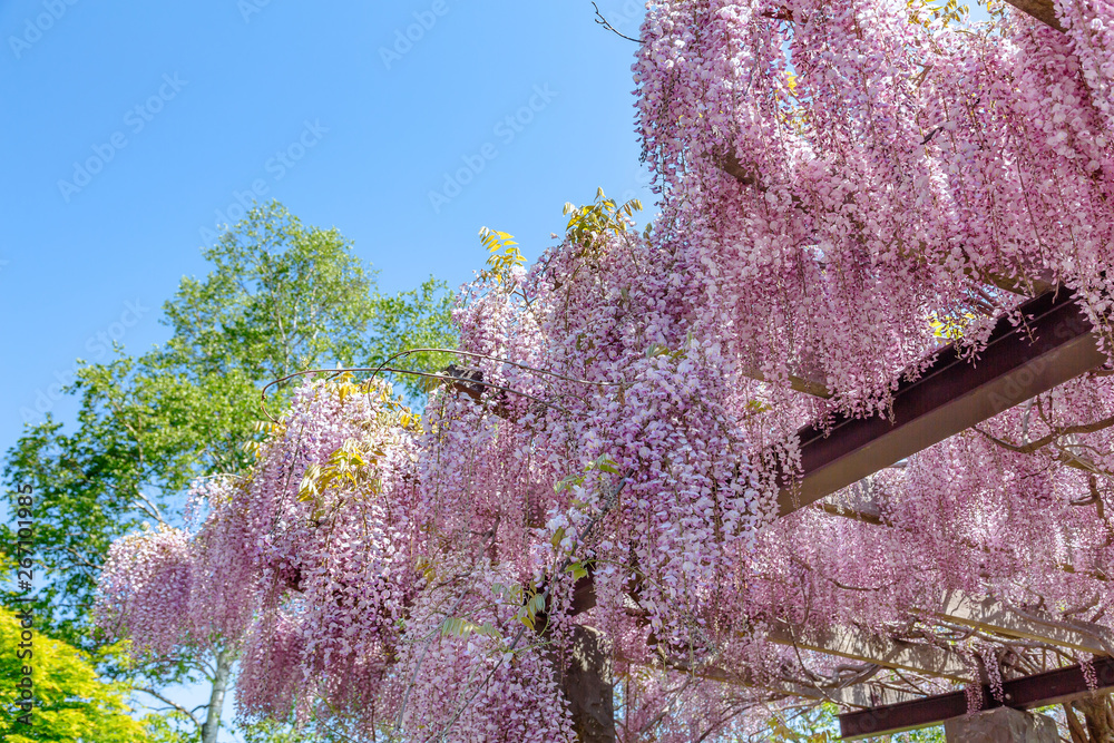 満開の藤の花