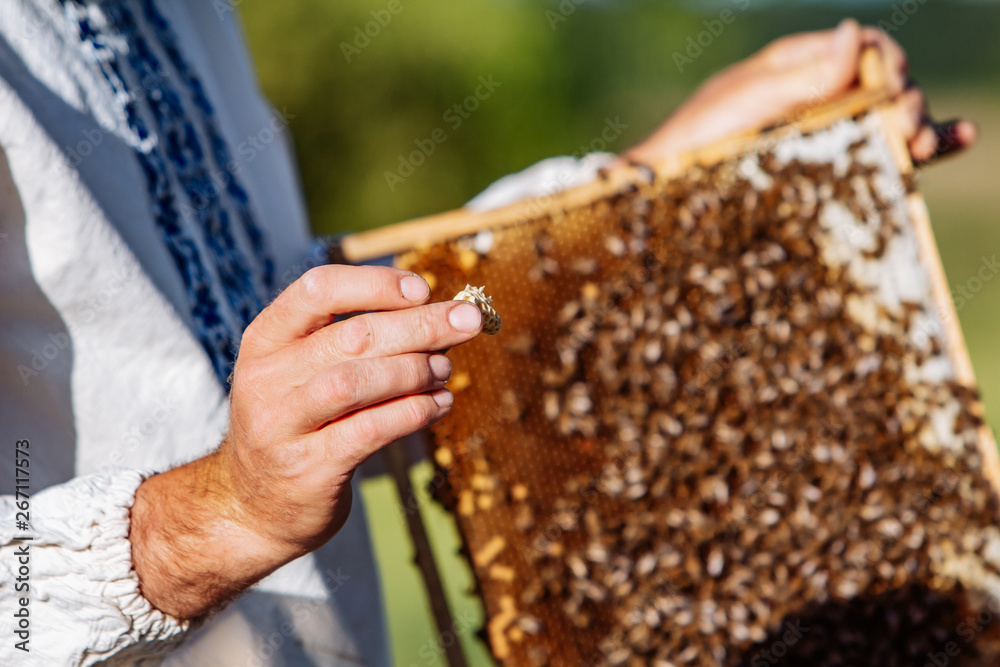 The beekeeper holding a honeycomb with bees. Beekeeper inspecting honeycomb frame at apiary at the s