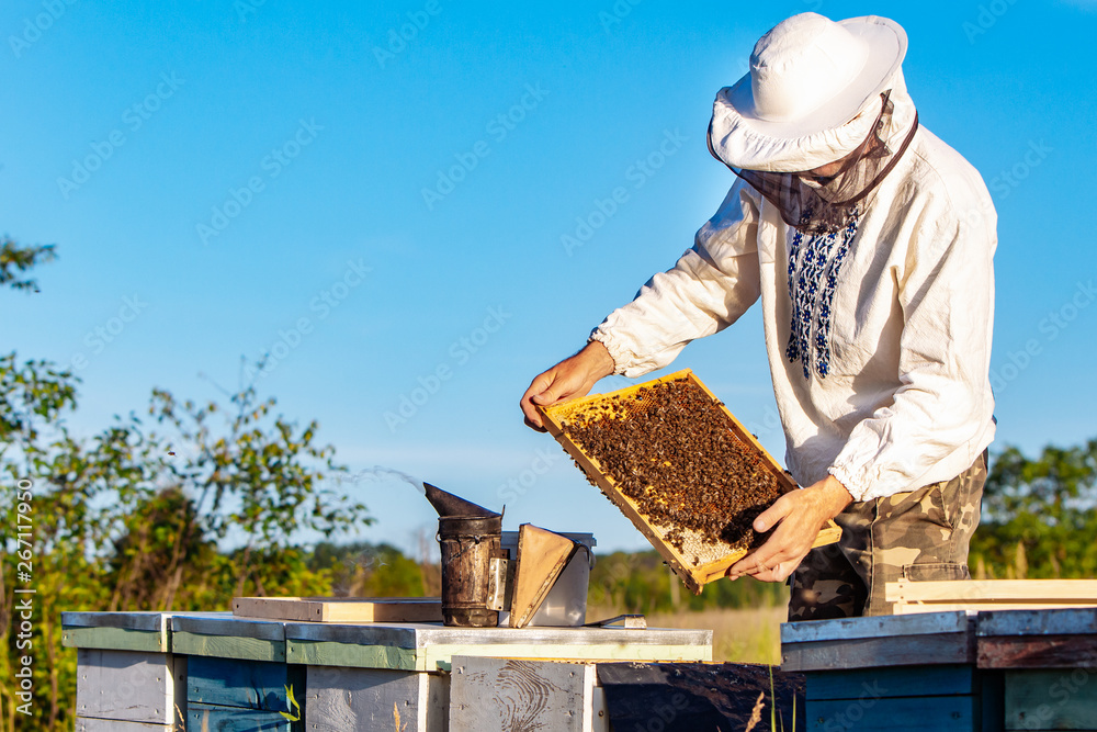 Young beekeeper working in the apiary. Beekeeping concept. Beekeeper harvesting honey