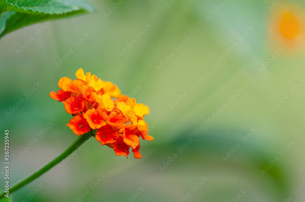 West Indian Lantana Camara Flower