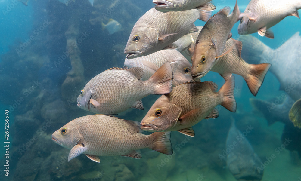 Red Snapper fish school in the tropical sea