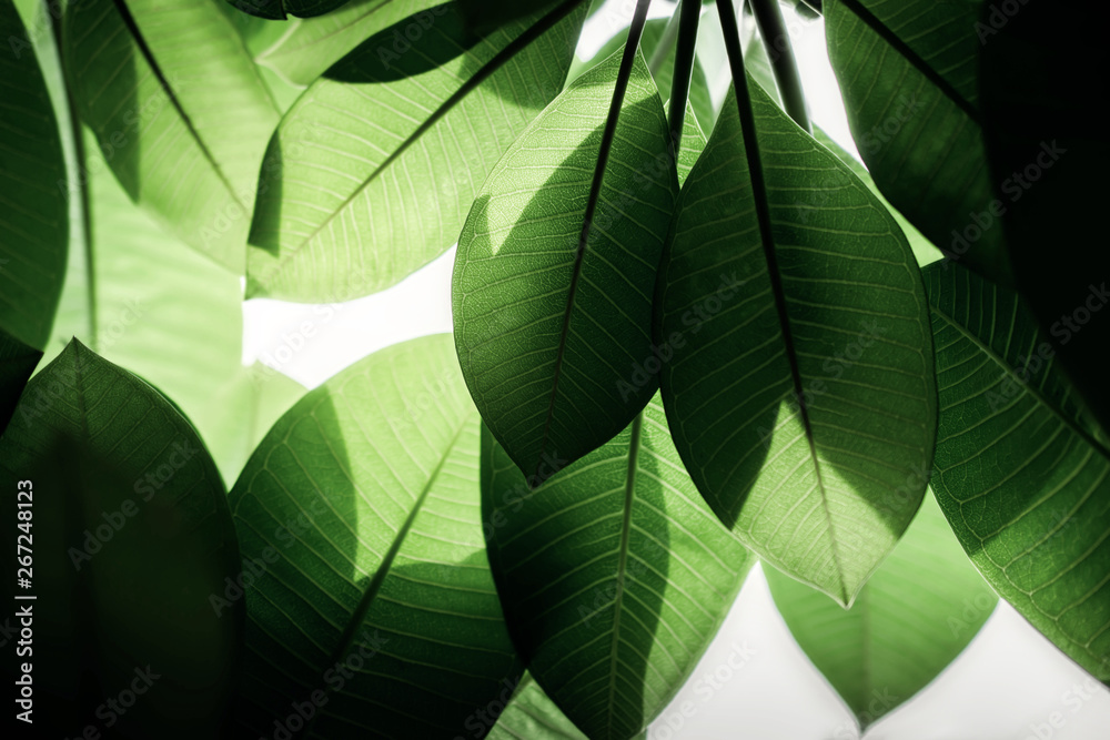 Backlit Green Leaf in Summer or Spring. Natural Sunlight Shining Throuth the Tree. Concept for Earth