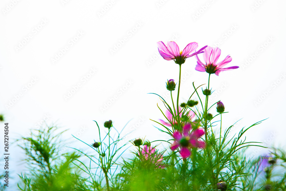 田野里被风吹过的花朵，五颜六色的花朵和美丽的天空，自然的背景