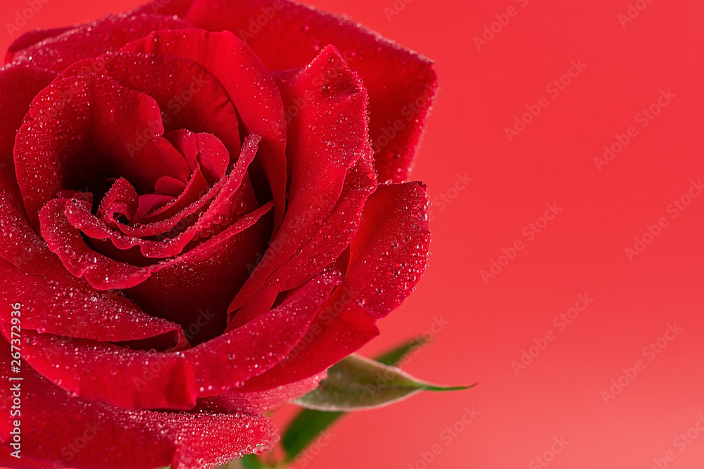 Beautiful romantic red rose petals closeup poster background material