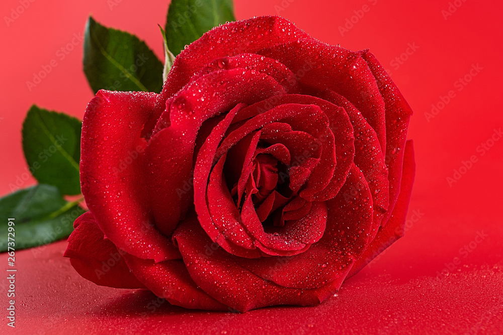 Beautiful romantic red rose poster background material