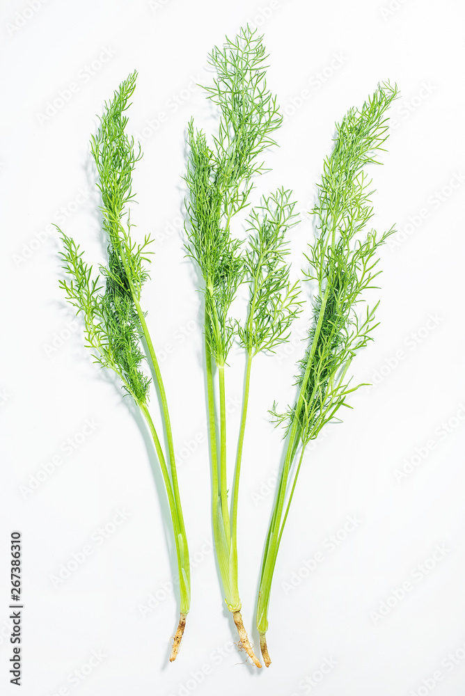 Fresh stems and leaves vegetable fennel on white background