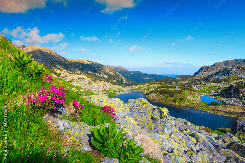 Summer mountain landscape with flowers and alpine lakes, Transylvania, Romania