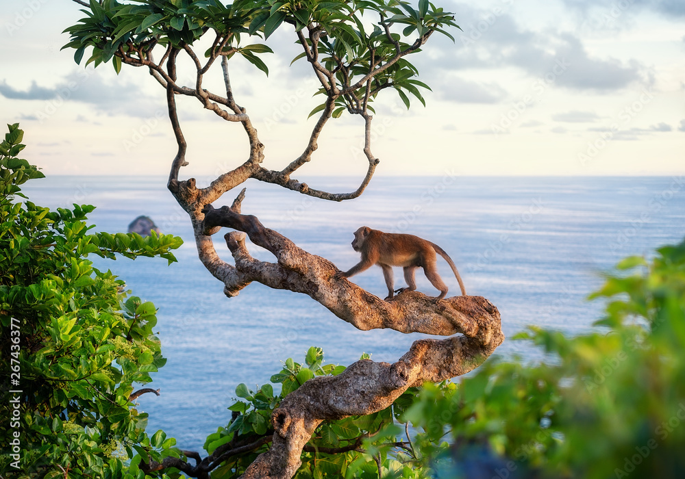 树上的猴子。野外的动物。日落时的风景。巴尔省努萨佩尼达的克灵金海滩