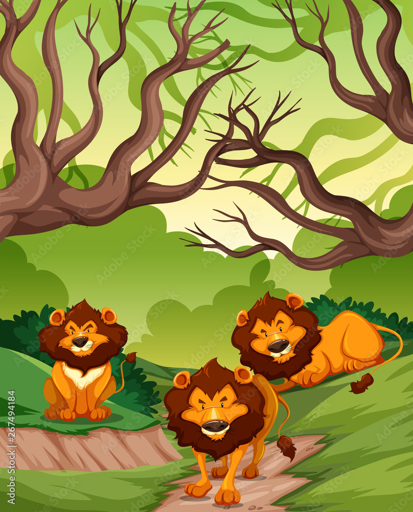 Lions in nature scene