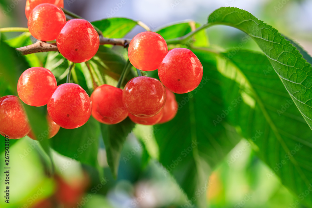 Cherry tree with ripe cherries