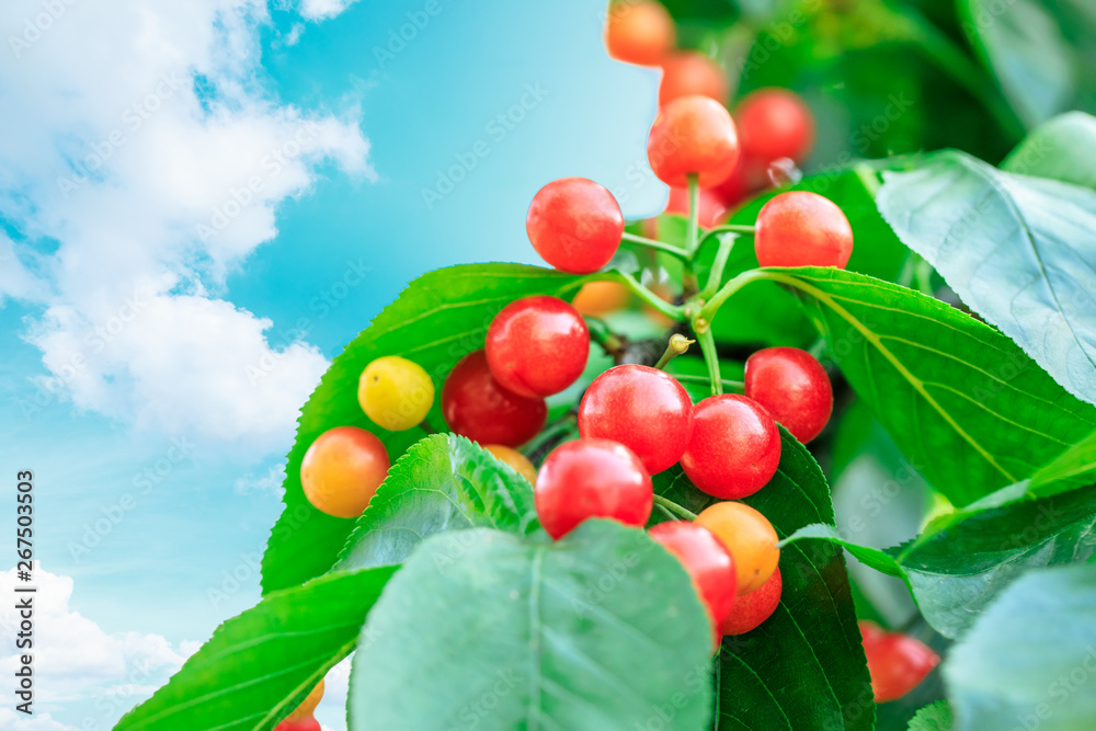 Cherry tree with ripe cherries in the garden