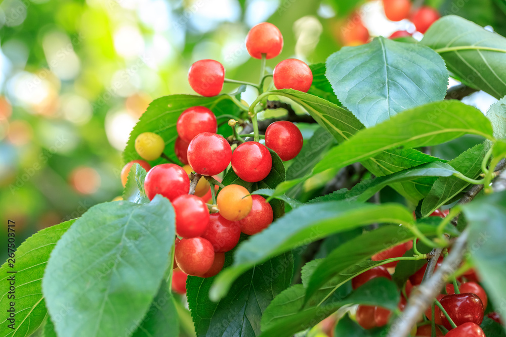 Cherry tree with ripe cherries in the garden