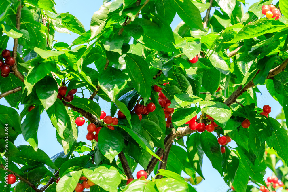 Cherry tree with ripe cherries in the garden