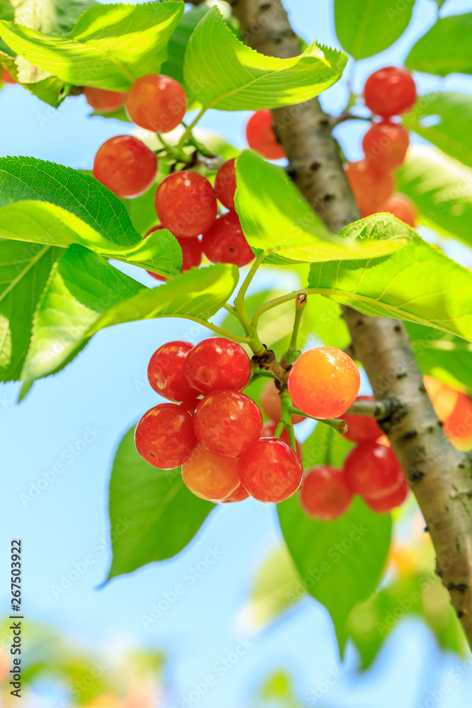 Cherry tree with ripe cherries in the garden