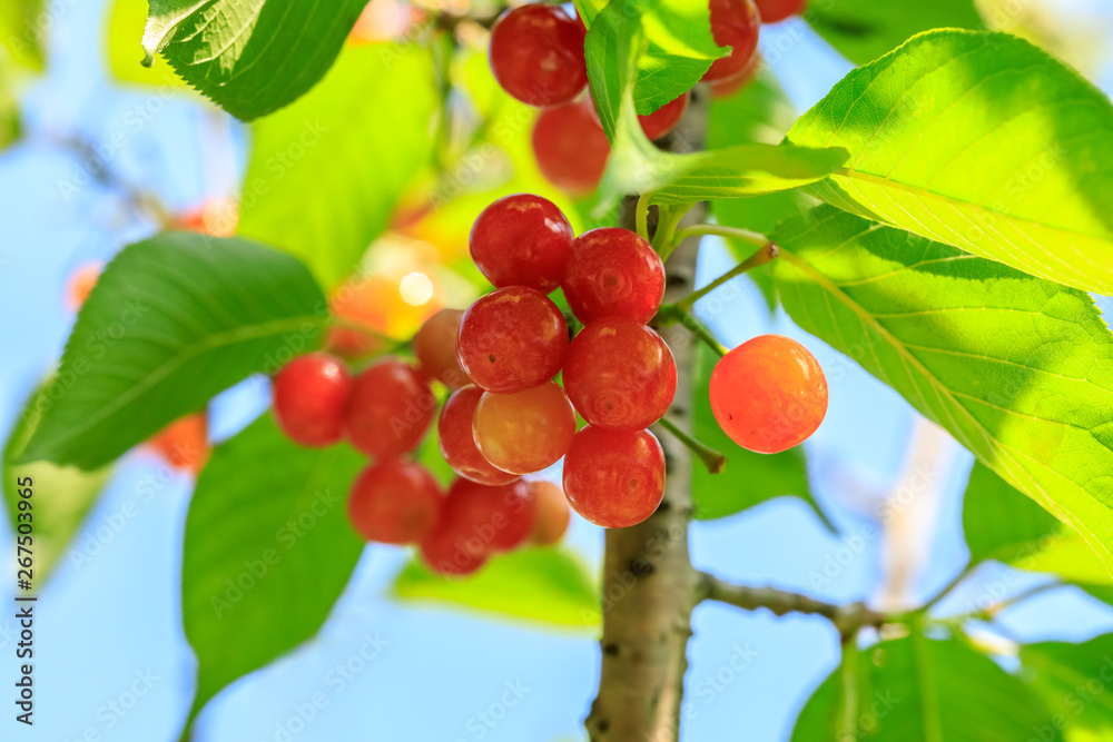 Cherry tree with ripe cherries in the garden