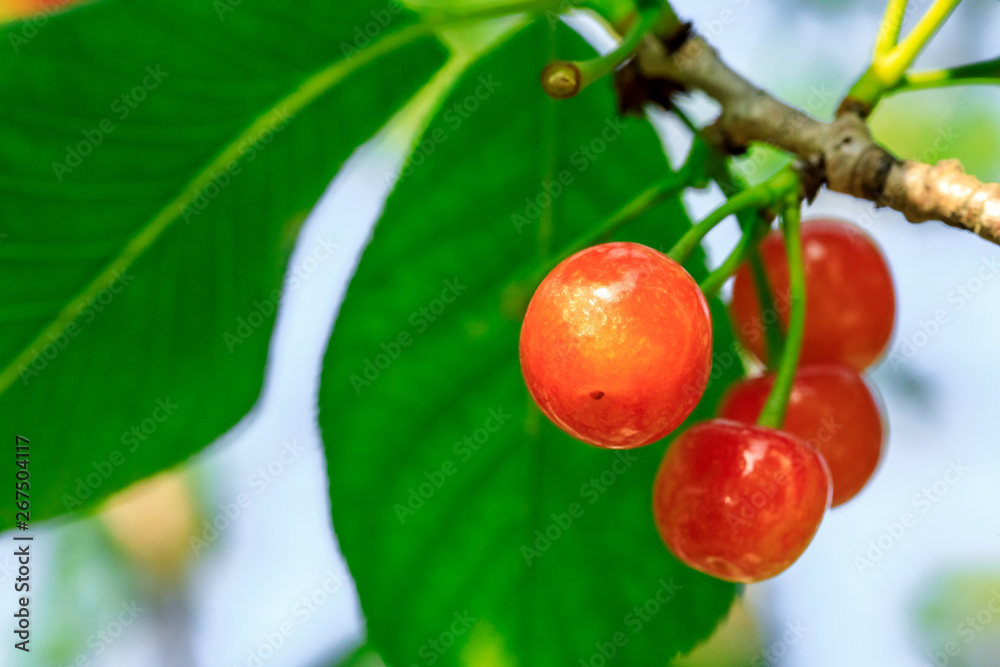 Cherry tree with ripe cherries