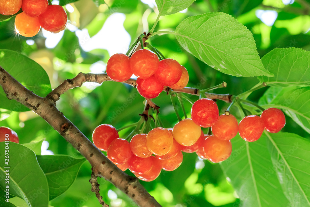 Cherry tree with ripe cherries