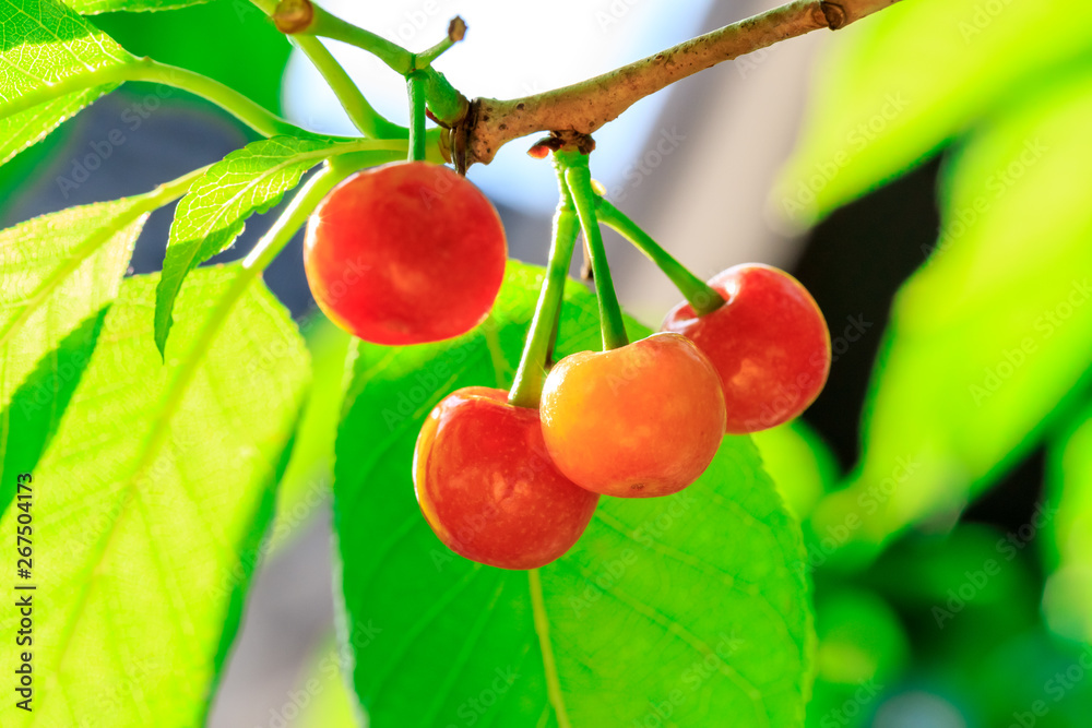 Cherry tree with ripe cherries