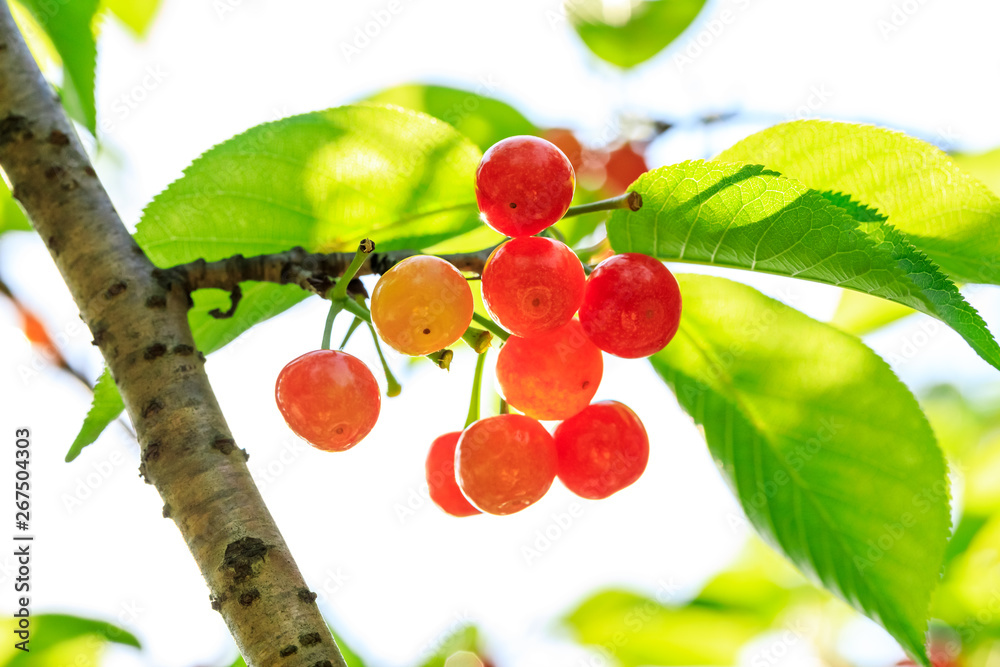 Cherry tree with ripe cherries in the garden