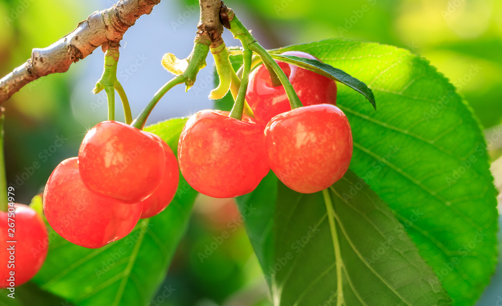 Cherry tree with ripe cherries