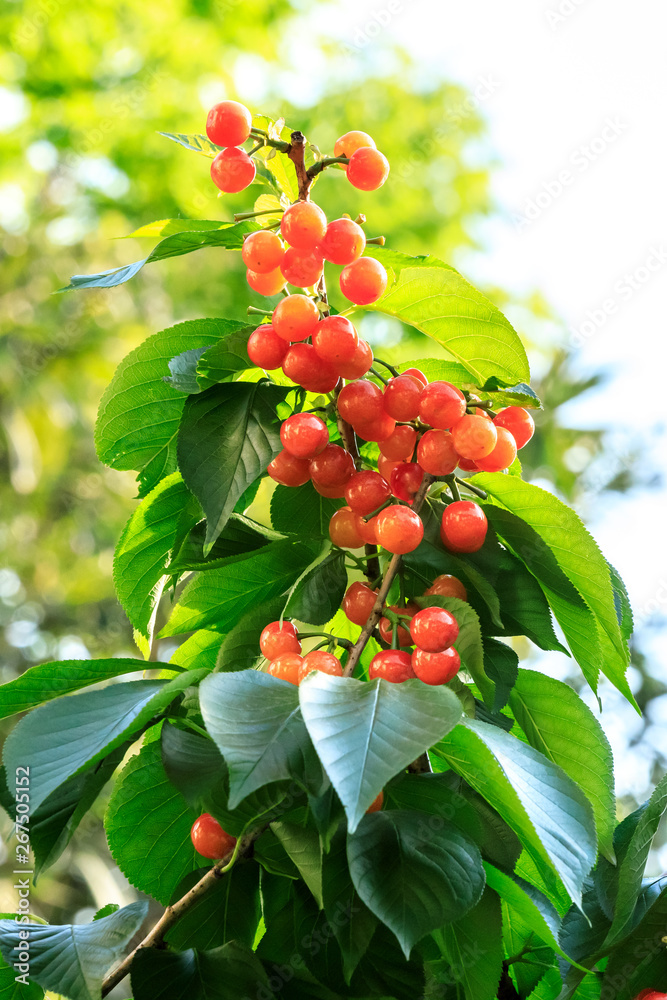 Cherry tree with ripe cherries