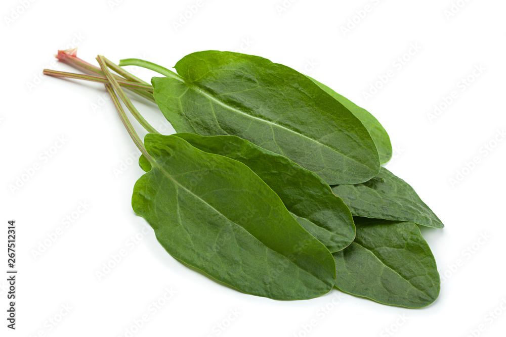 Sorrel leaf on white