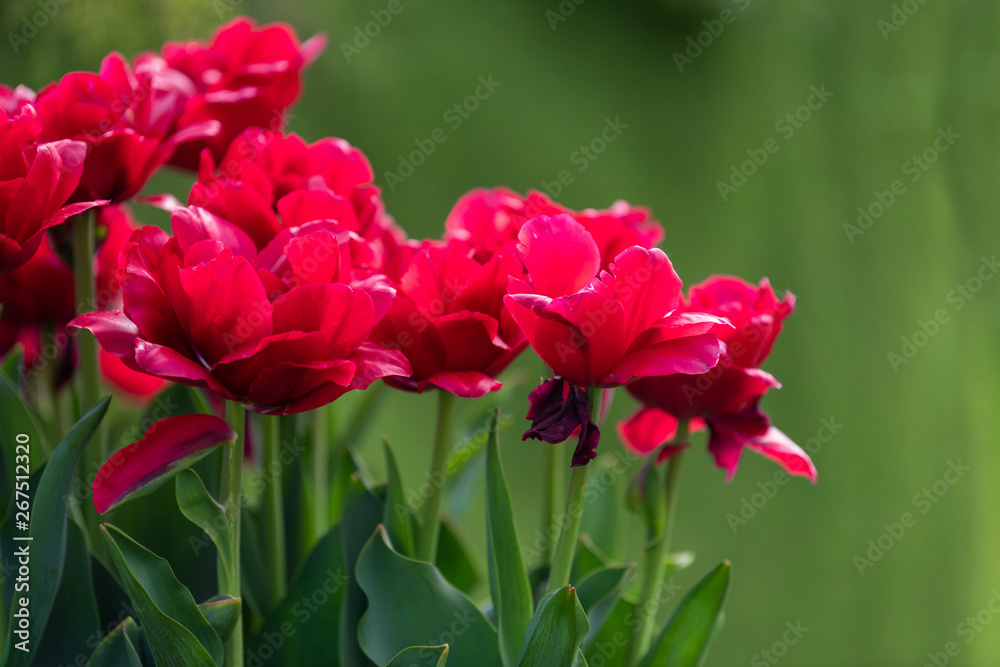 Spring fields of blooming tulip. Beauty outdoor scene