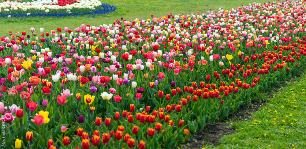 Spring fields of blooming tulip. Beauty outdoor scene