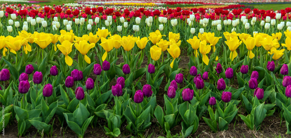 Spring fields of blooming tulip. Beauty outdoor scene