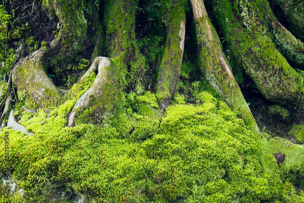 绿色植物苔藓蕨类地衣自然纹理背景