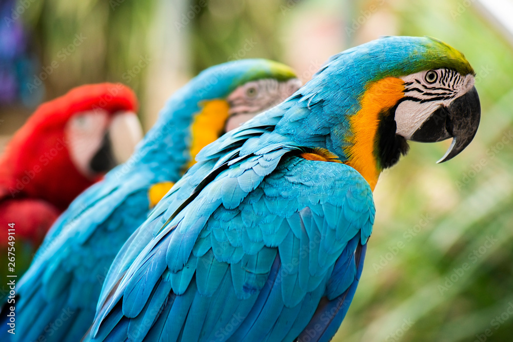 Beautiful Macaw birds