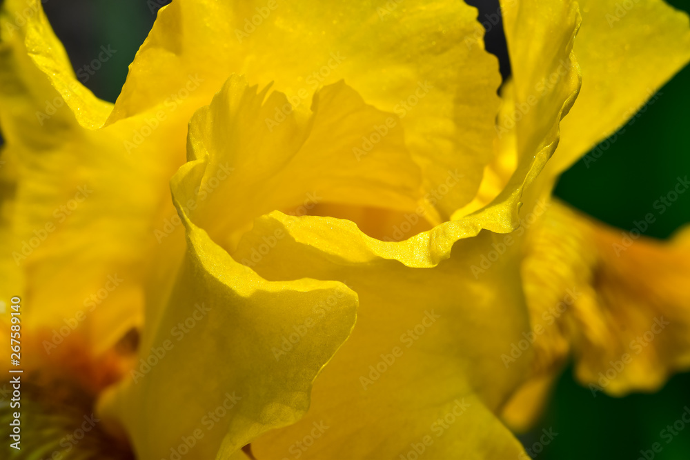 Country life - beautiful yellow Iris flower in the garden, in the rays of the bright spring sun.