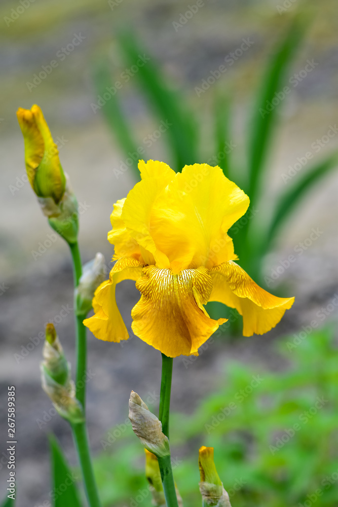 Country life - beautiful yellow Iris flower in the garden, in the rays of the bright spring sun.