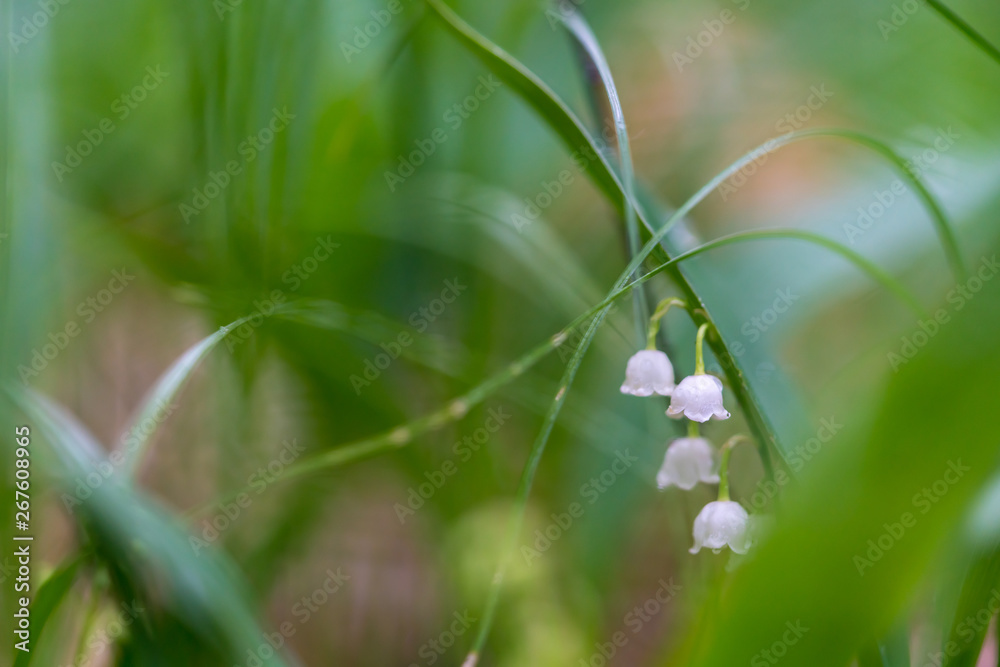 Lily of the valley