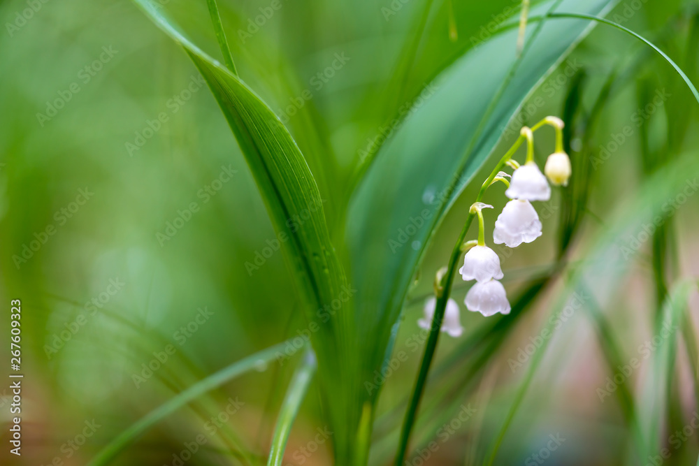 Lily of the valley