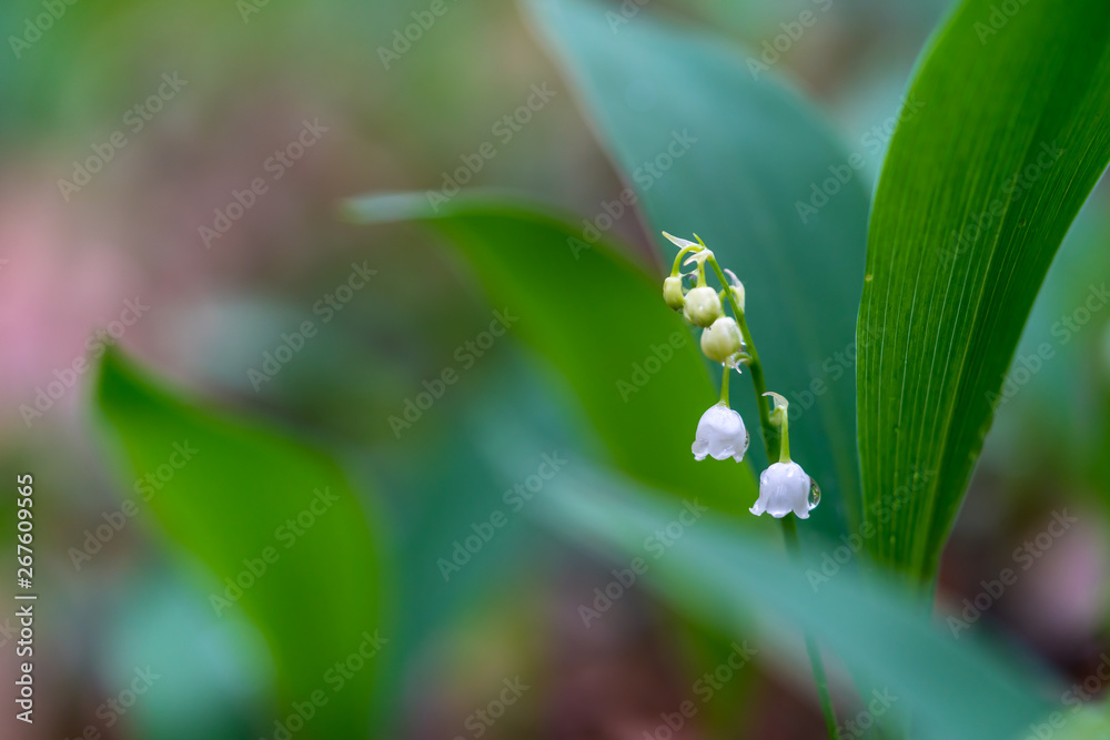 Lily of the valley