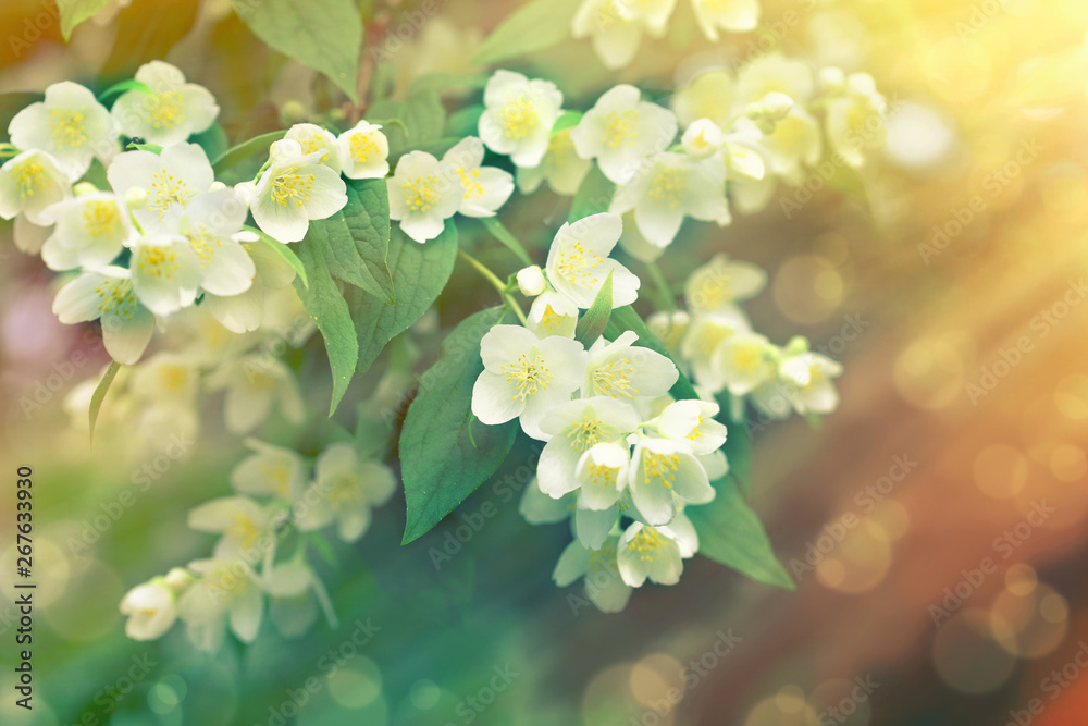 Beautiful jasmine flowers lit by sun rays in late afternoon