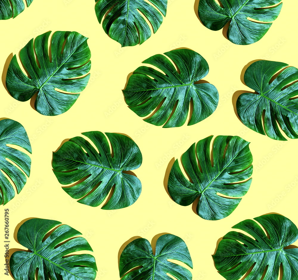 Tropical plant Monstera leaves overhead view flat lay