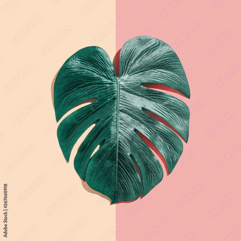 Tropical plant Monstera leaf on a split tone background