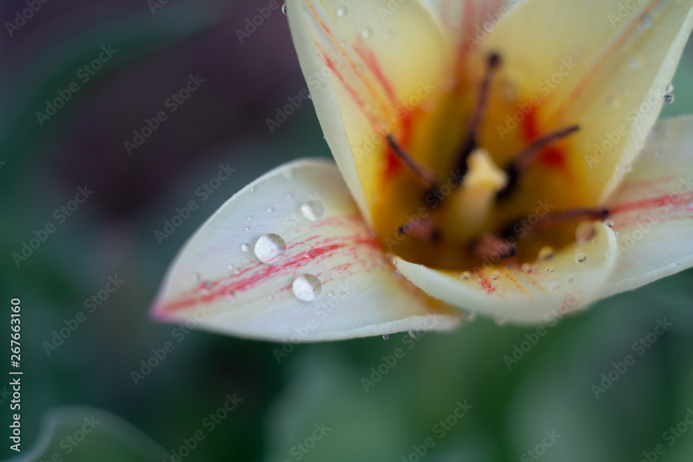 tulip in the dew in the garden