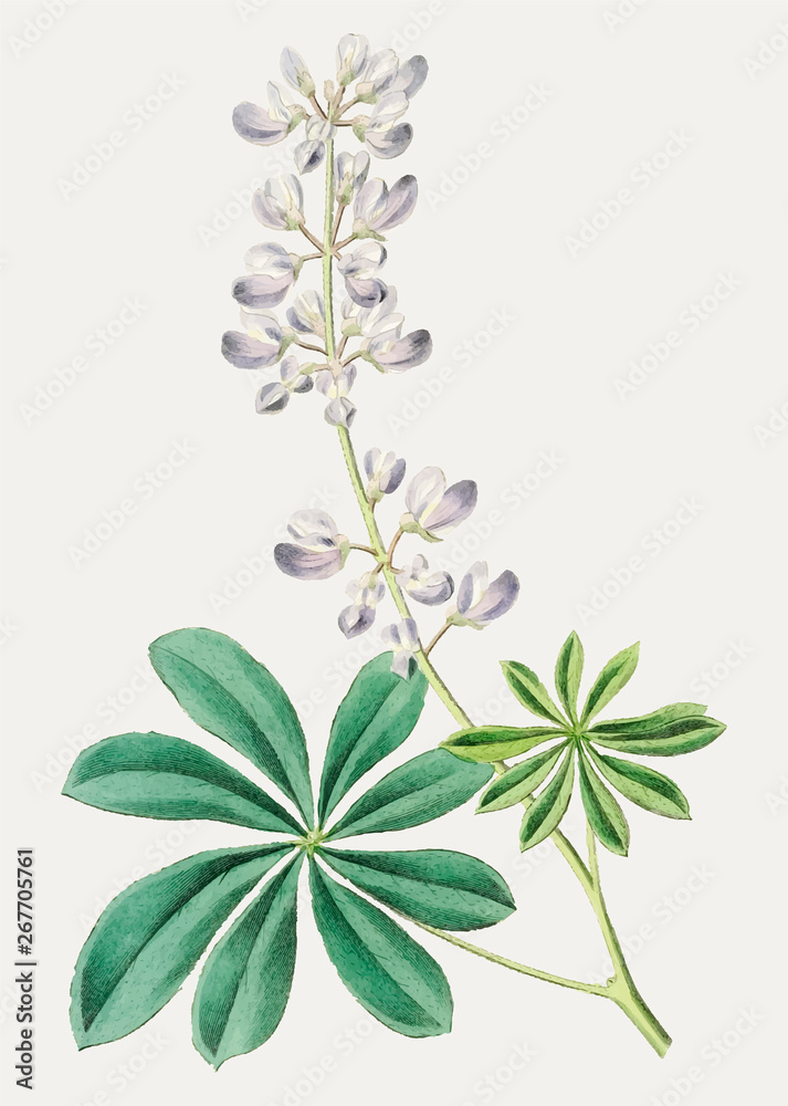 Purple bush lupine